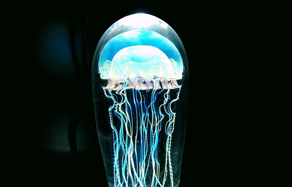 Medúzy dle vědců dokazují, že k učení není třeba mít mozek